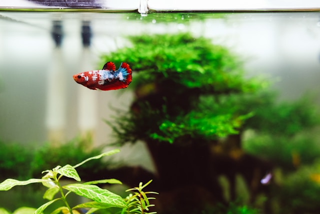 Is Sand or Gravel Best for Your Fish Tank?