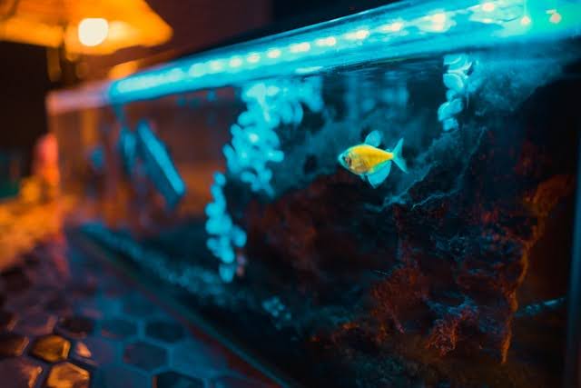 Do You Need a Heater to heat your fish tank.
