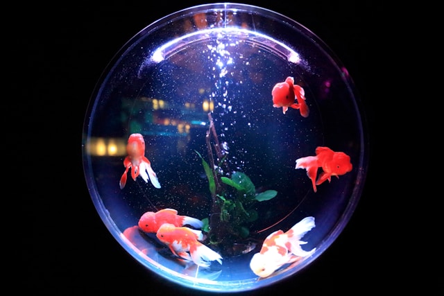 Which is the Best Fish Tank to Buy in the UK?