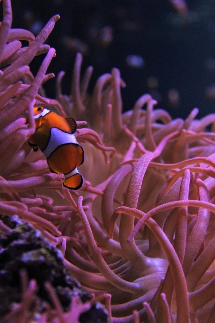 How to Grow Plants in a Fish Tank. A clown fish exploring an anemone.