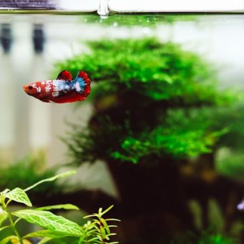 Is Sand or Gravel Best for Your Fish Tank?