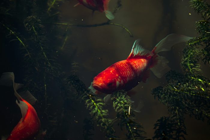 Fish swimming alongside pond weed.