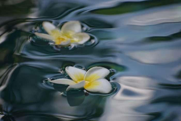 Water lilies resting on a pond.