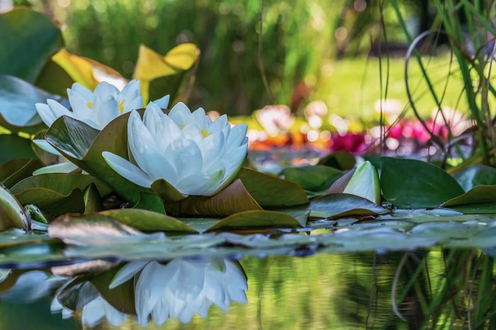 Water lilies resting on a pond