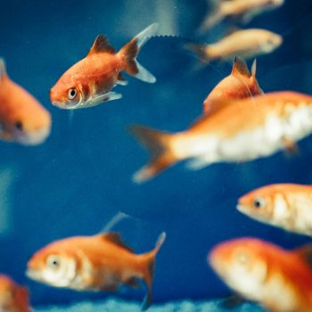 Winterising Your Aquarium: Simple Steps for a Healthy Tank in The Cold Months