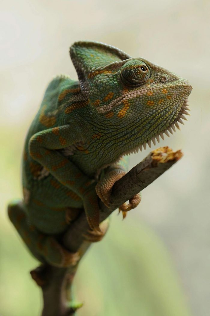 best reptiles
