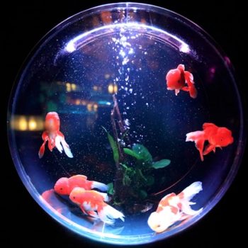 Which is the Best Fish Tank to Buy in the UK?