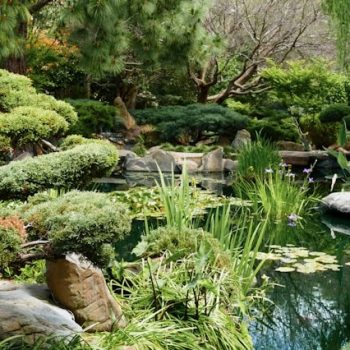 DIY Pond Ideas: Lighting and Water Features to Transform Your Garden