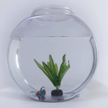 How to Grow Plants in a Fish Tank and Why It Benefits Your Fish. A round fish tank with a fish and a fake aquatic plant inside.