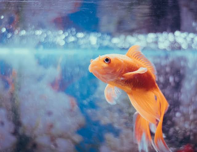 What Is Aquarium Gravel? Fish in a fish tank.