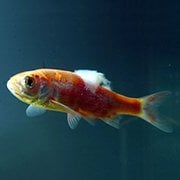 Pond Treatments