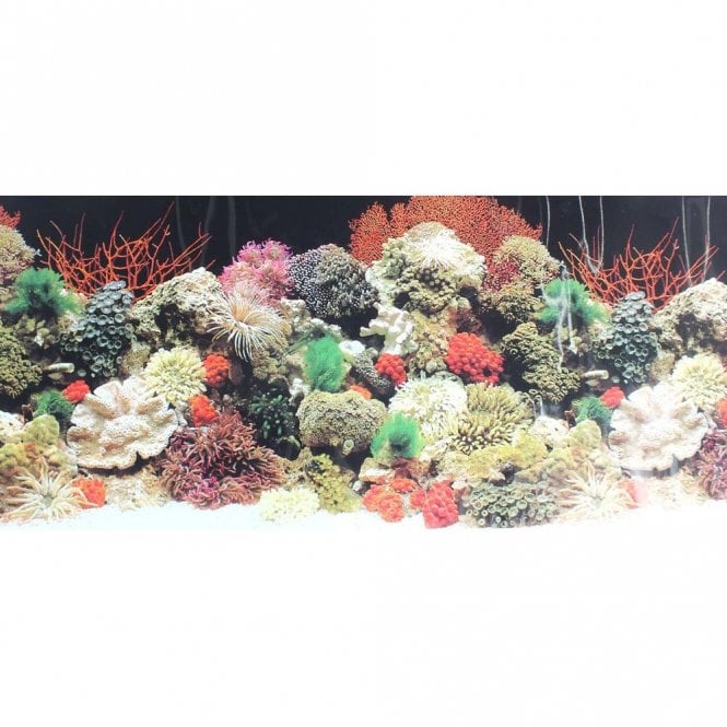 DLP Aquarium Background 19